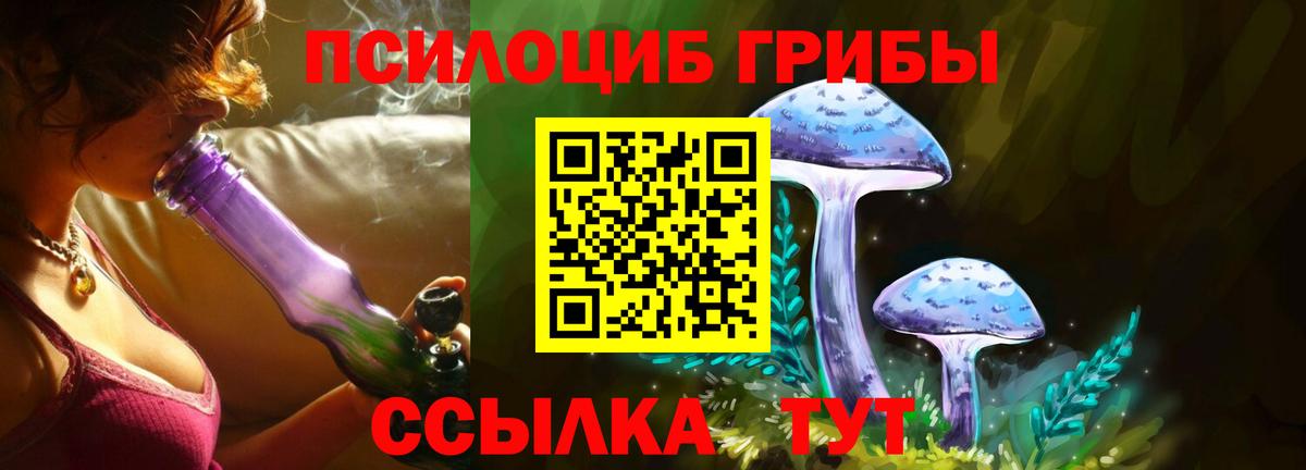 Галлюциногенные грибы Psilocybe Мончегорск